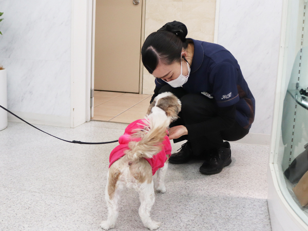 モデル犬の里帰り♪～まるちゃん～